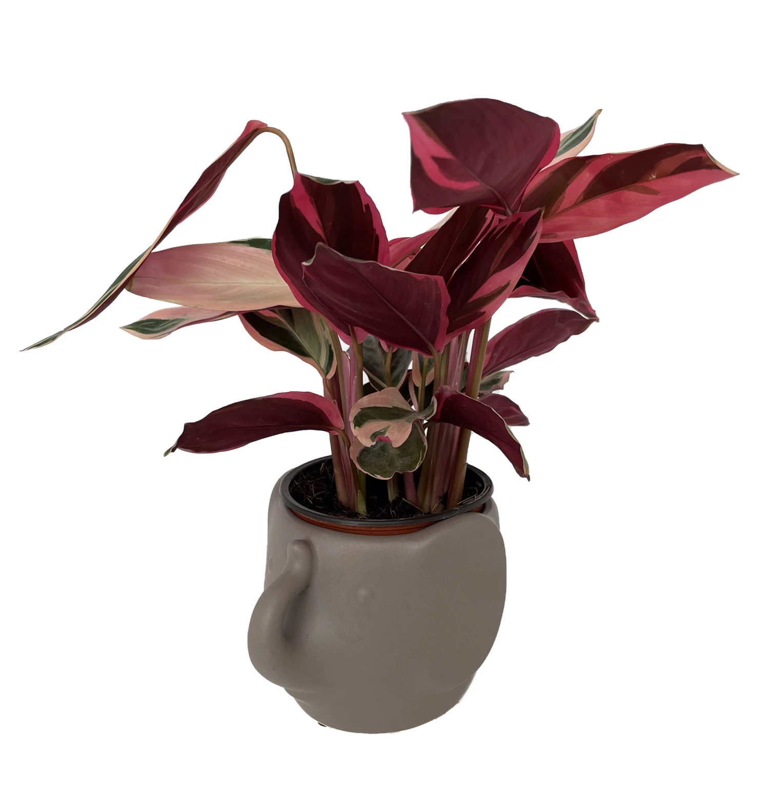 Grey Elephant Ceramic Animal Pot - 6" X 4" - NEW - Image 2