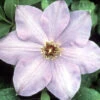 Elsa Spaeth Clematis - Light Purple - 2.5" Pot