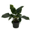 Emerald Gem Queen Of Hearts Plant - Homalomena - 6" Pot - Collector's Series
