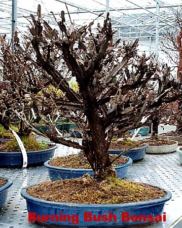 Fire Ball® Euonymus Alatus 'Select' - Burning Bush - Proven Winners- 4'' Pot - Image 3