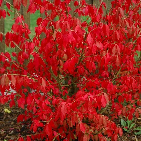 Fire Ball® Euonymus Alatus 'Select' - Burning Bush - Proven Winners- 4'' Pot - Image 2