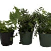 Fern Assortment - 3 Pack In 4" Pots