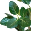 Audrey Indian Banyon Fig Tree - Ficus Benghalensis - 4" Pot - Easy To Grow