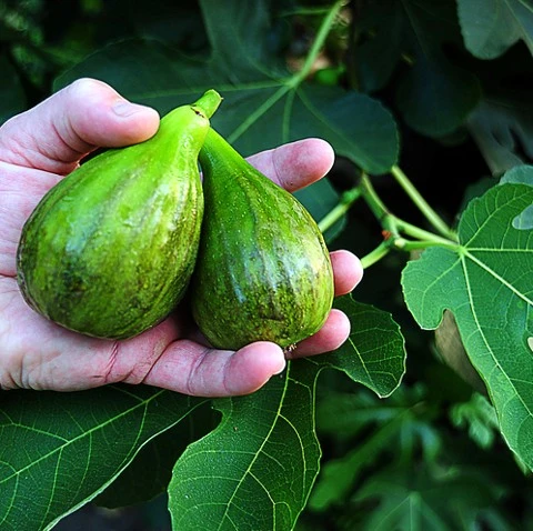 Brown Turkey Edible Fig Plant - Ficus Carica - Sweet - 6" Pot - Image 4