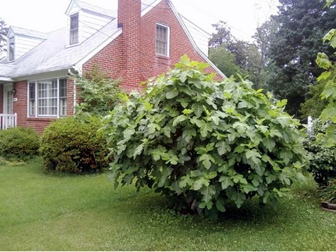 Brown Turkey Edible Fig Plant - Ficus Carica - Sweet - 6" Pot - Image 3