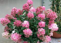FIRE LIGHT® Hydrangea Paniculata - 4" Pot - Proven Winners