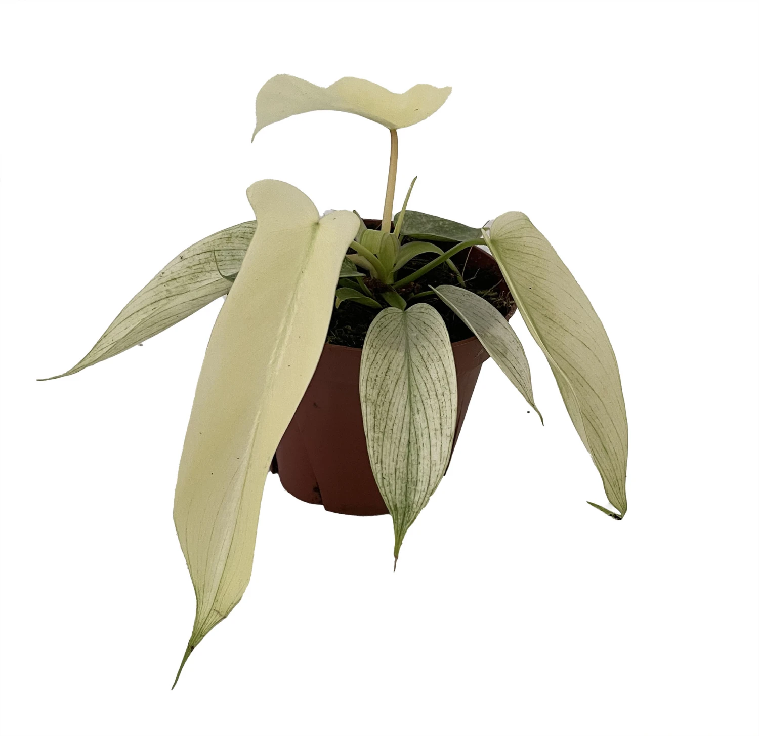 Rare Florida Ghost Philodendron - 4" Pot - Collector's Series - Image 3