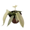 Rare Florida Ghost Philodendron - 4" Pot - Collector's Series