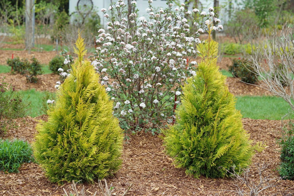 Fluffy Arborvitae - 4" Pot - Thuja Plicata - Proven Winners - Image 2