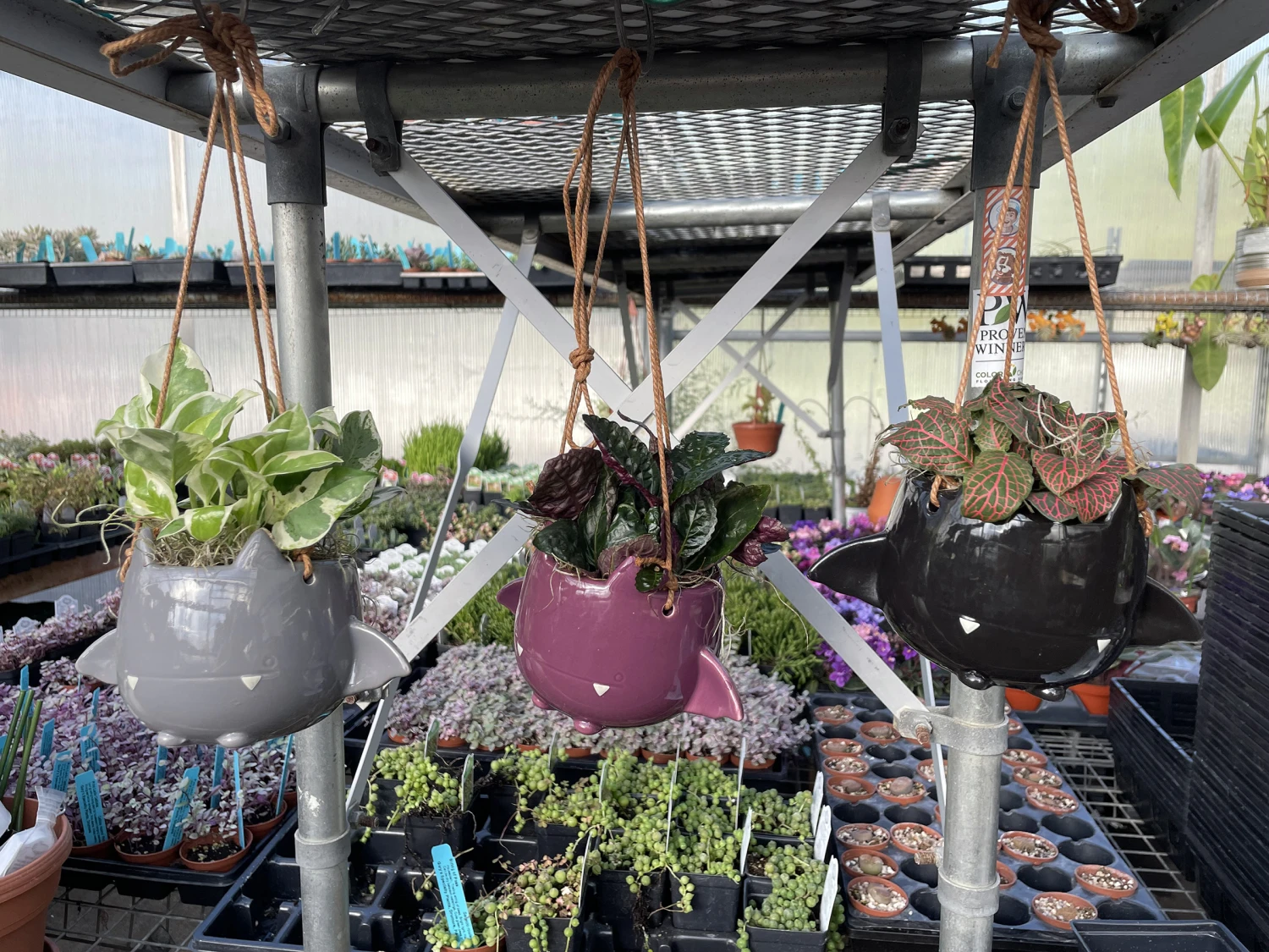 Fang Von Batula Halloween Planter With House Plant -4" Hangable Gray Ceramic Pot - Image 2