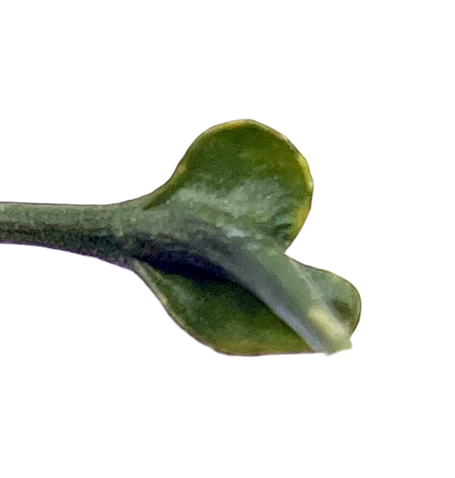 Flying Squid Mask Plant - Alocasia - Rare Houseplant -4" Pot -Collector's Series - Image 3