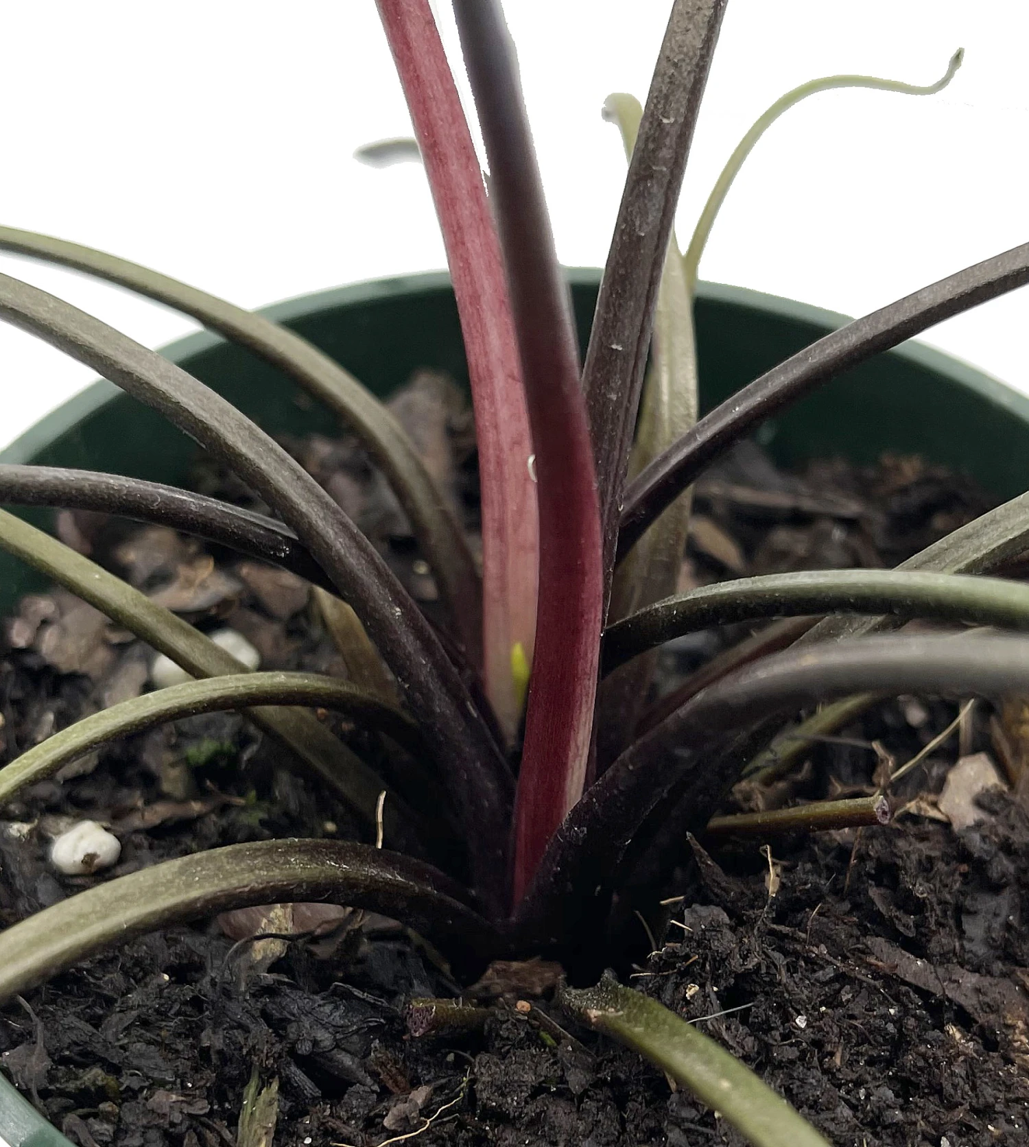 Flying Squid Mask Plant - Alocasia - Rare Houseplant -4" Pot -Collector's Series - Image 4