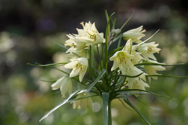 Cream Colored Imperial Lily 1 Bulb - Fritillaria Raddeana - 16/+cm Bulb
