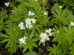 Sweet Woodruff Perennial Plant - Galium-Herb/Groundcover - Gallon Pot