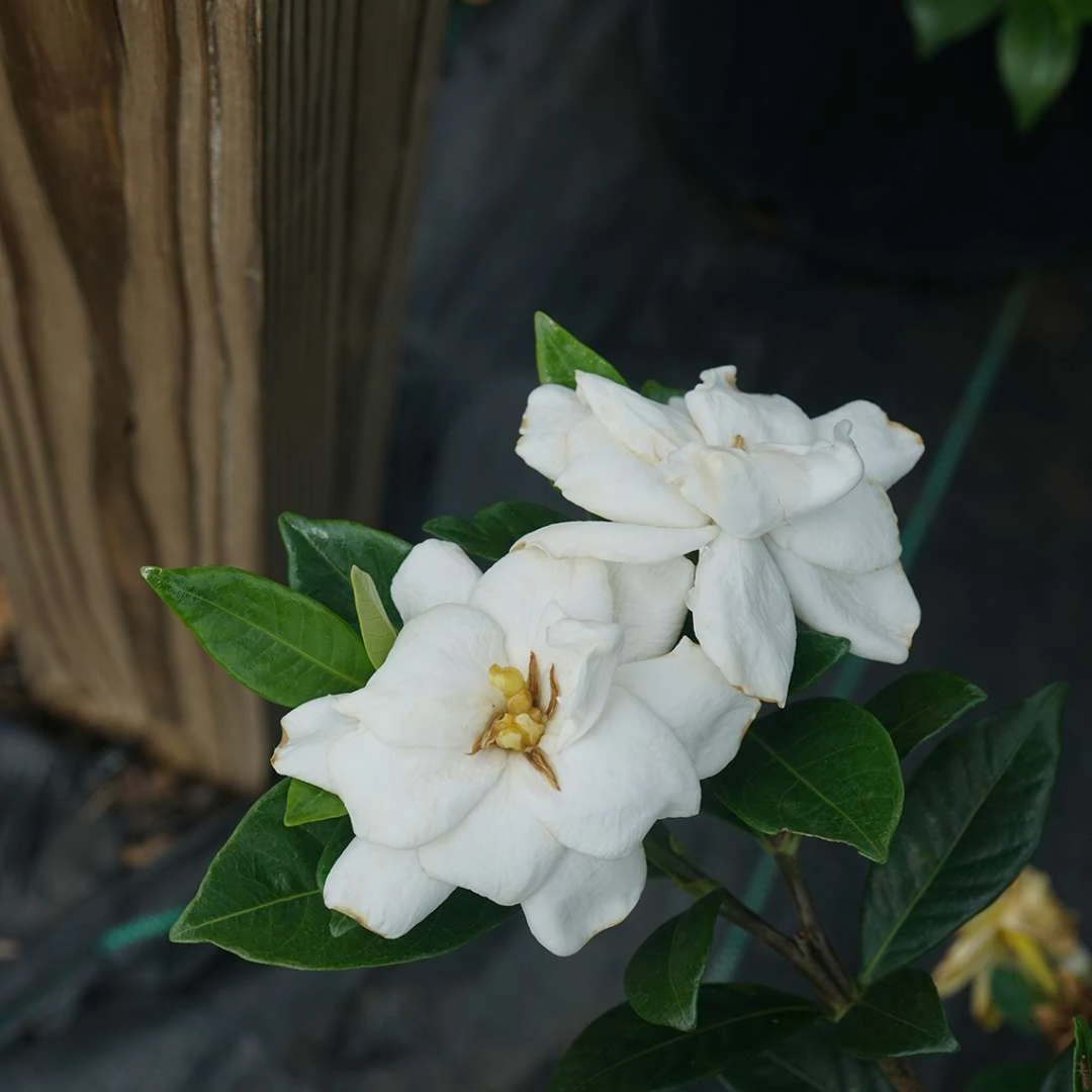 Steady As She Goes® Gardenia Jasminoides - Proven Winners - 4" Pot