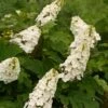 Gatsby Gal™ Oakleaf Hydrangea - 4'' Pot - Proven Winners