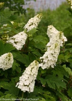 Gatsby Gal™ Oakleaf Hydrangea - 4'' Pot - Proven Winners