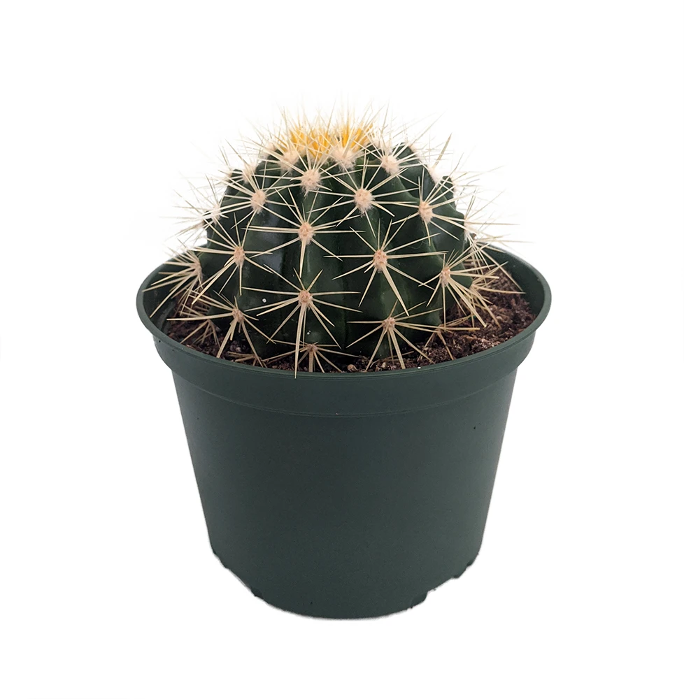 Golden Barrel Cactus - Echinocactus Grusonii - 6" Pot - Image 2
