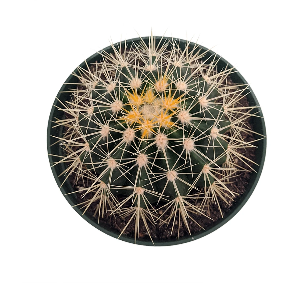 Golden Barrel Cactus - Echinocactus Grusonii - 6" Pot
