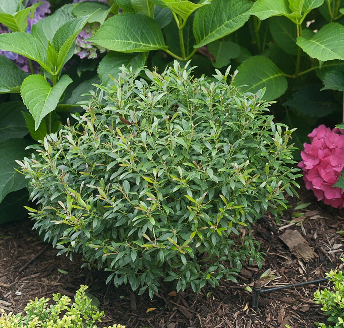 Gem Box® Inkberry Holly - 4" Pot - Ilex Glabra- Proven Winners Quick Turn