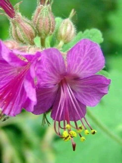 Karmina Hardy Geranium - Gallon Pot - Aromatic Foliage - Deep Rose Blooms