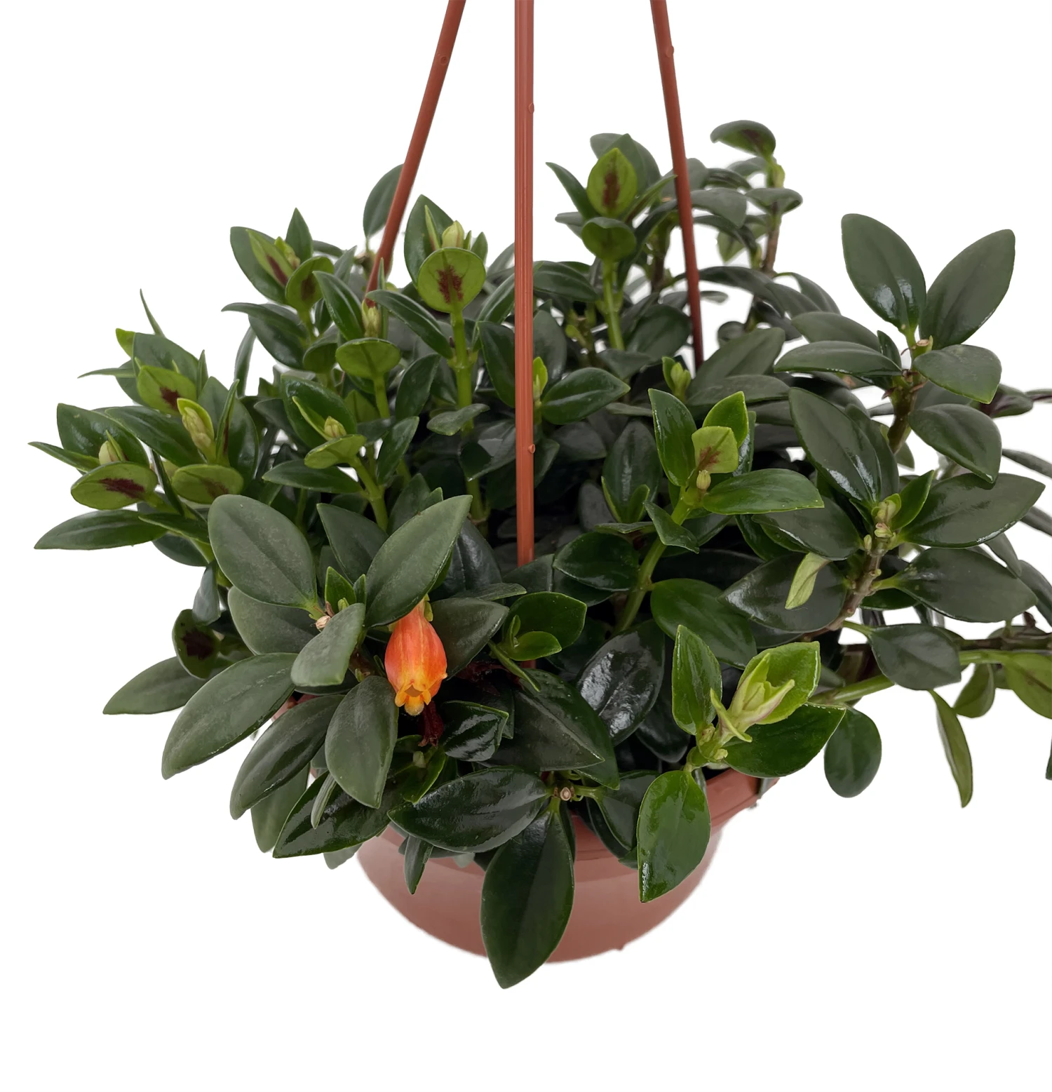 Magnot Goldfish Plant - Nematanthus - 6" Hanging Basket - Blooms Frequently!