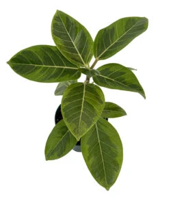 Golden Gem Rubber Tree Plant - Ficus Altissima - 6" Pot