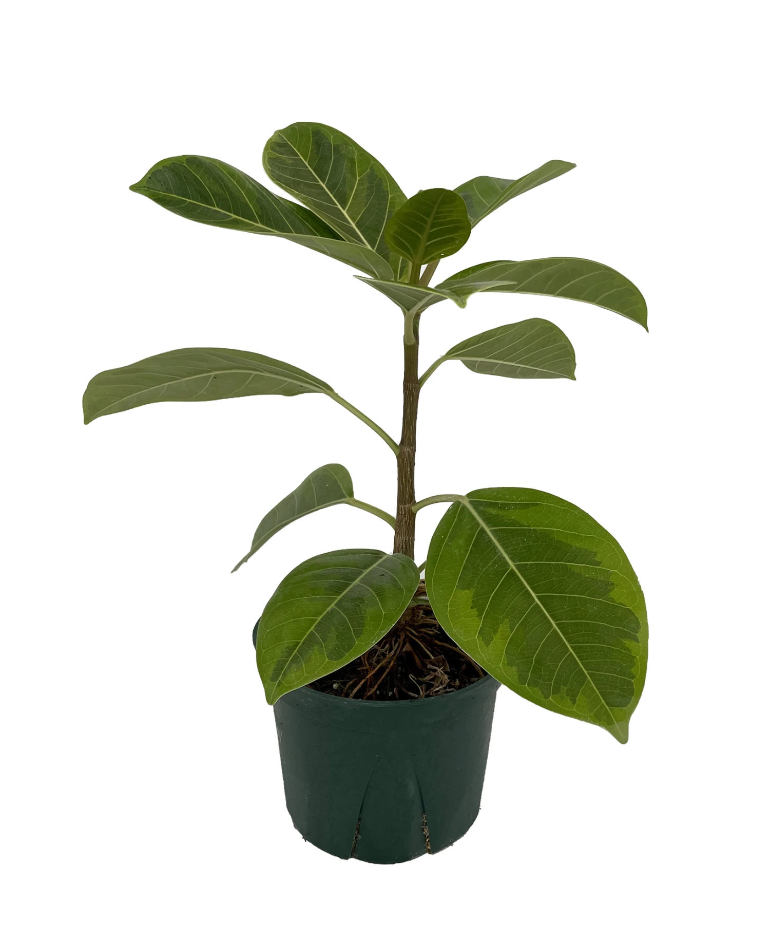 Golden Gem Rubber Tree Plant - Ficus Altissima - 6" Pot - Image 2