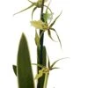 Gilded Urchin Ontario Orchid - Brassidium - 4" Pot - Collector Orchids