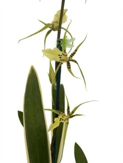 Gilded Urchin Ontario Orchid - Brassidium - 4" Pot - Collector Orchids