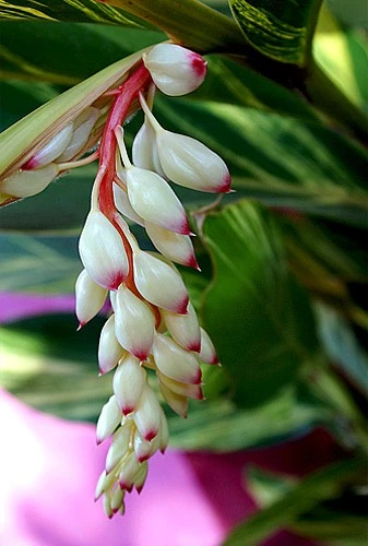 Variegated Ginger Plant - Alpinia Zerumbet - Spicy Fragrance/Edible - 6" Pot - Image 4