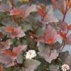 GINGER WINE® Ninebark - 4" Pot - Physocarpus - Proven Winners