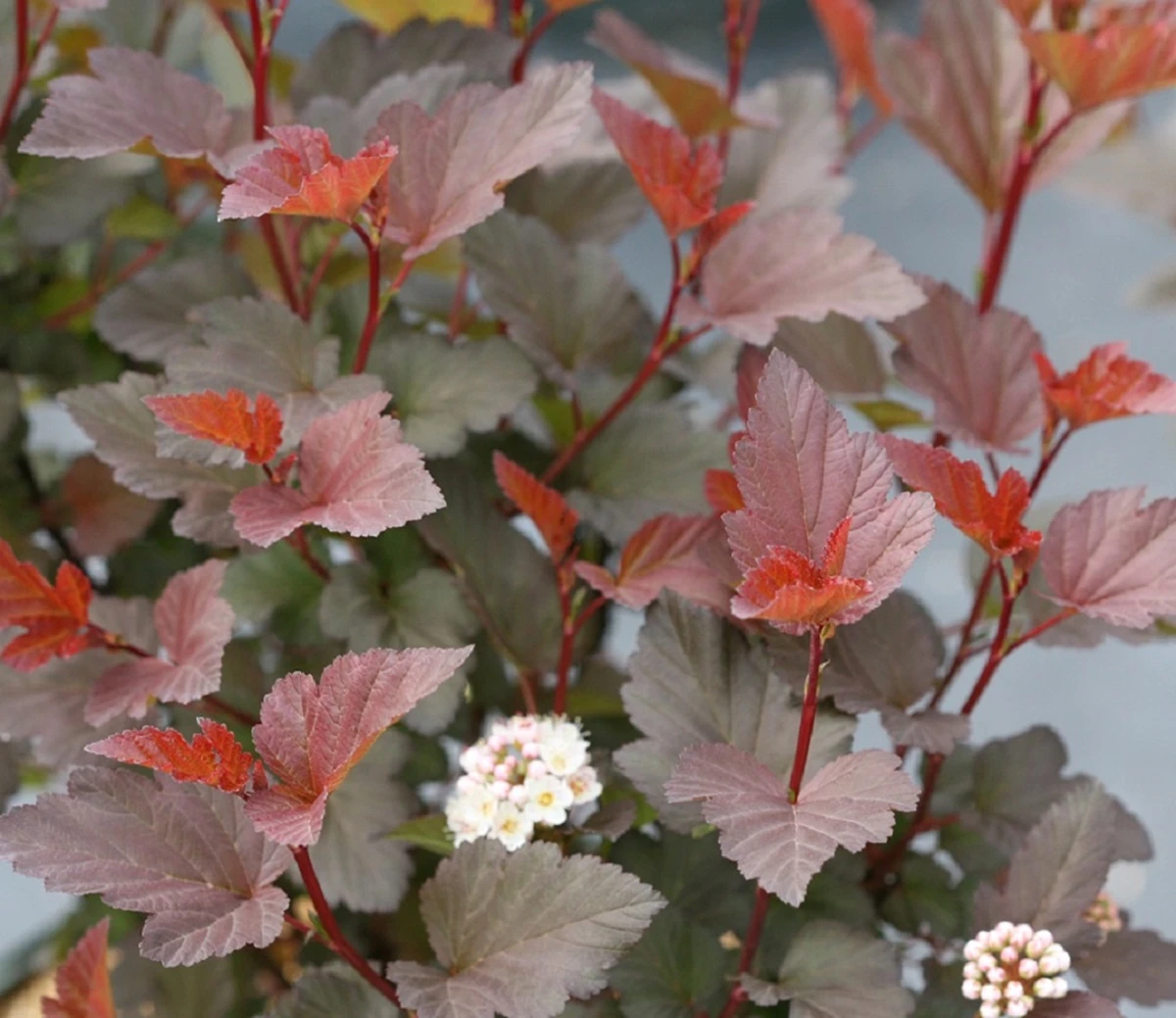 GINGER WINE® Ninebark - 4" Pot - Physocarpus - Proven Winners