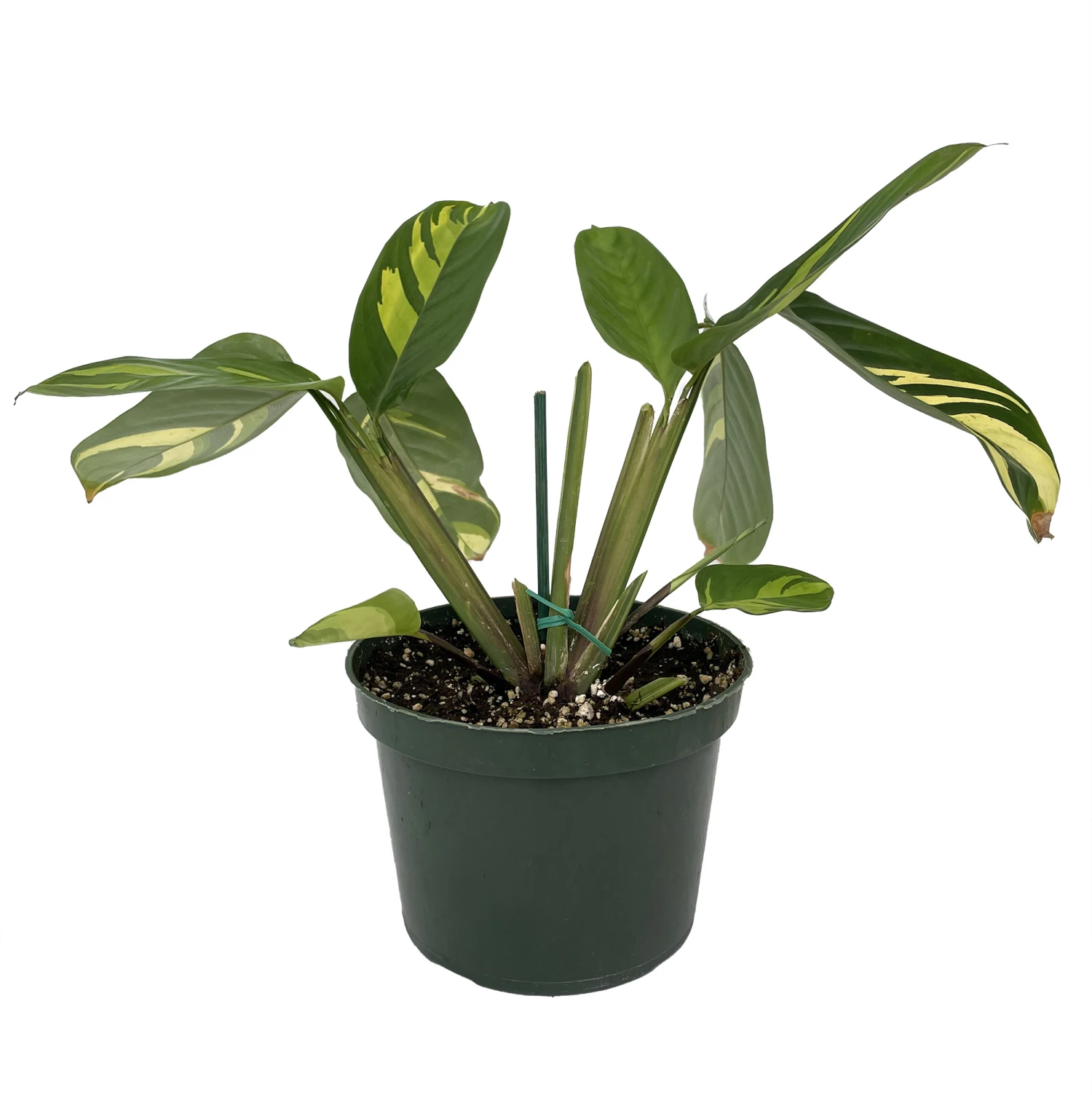 Golden Mosaic Prayer Plant - Ctenanthe Lubbersiana - 4" Pot - Collector's Series - Image 3