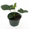 Goeldii Philodendron - 6" Pot - Trending/Collector's Series