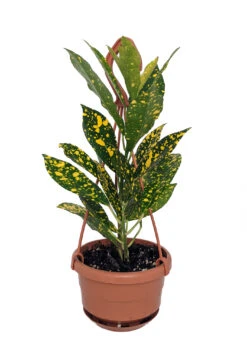 Gold Dust Croton - 4" Mini Hanging Basket - Colorful House Plant