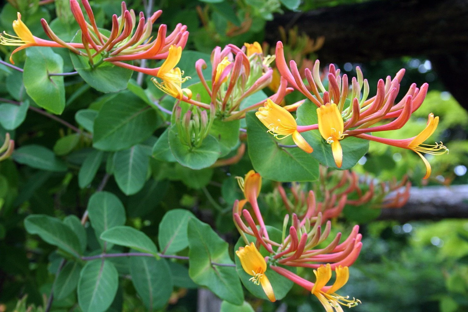 Gold Flame Honeysuckle Vine - Lonicera - Very Hardy - 2.5" Pot - Image 2