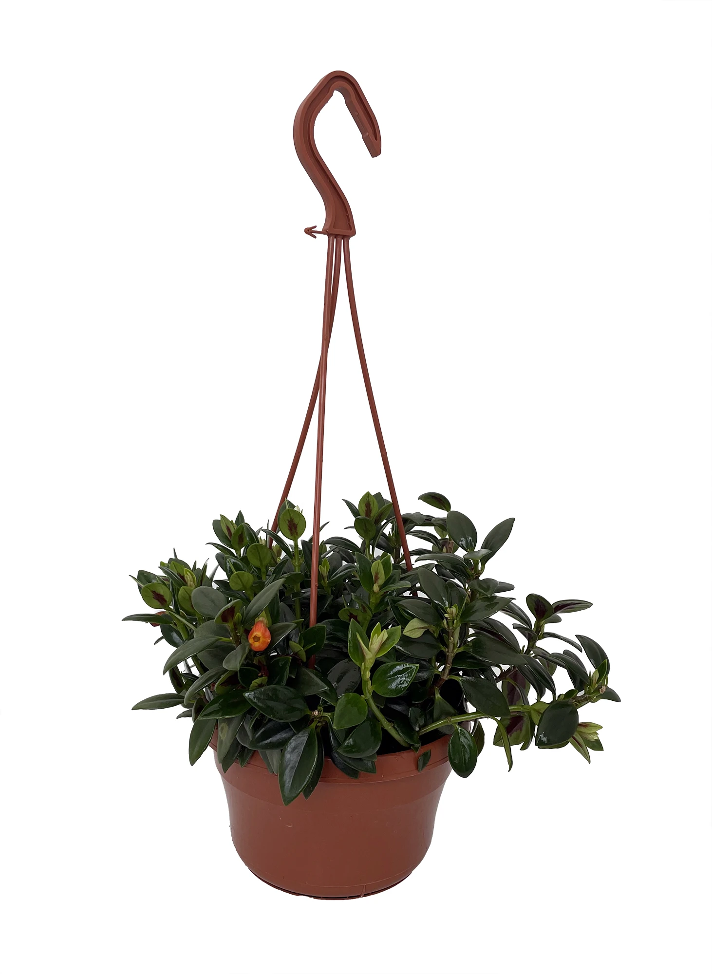 Magnot Goldfish Plant - Nematanthus - 6" Hanging Basket - Blooms Frequently! - Image 2
