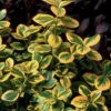 Gold Splash® Euonymus Fortunei - 4" Pot - Wintercreeper - Proven Winners
