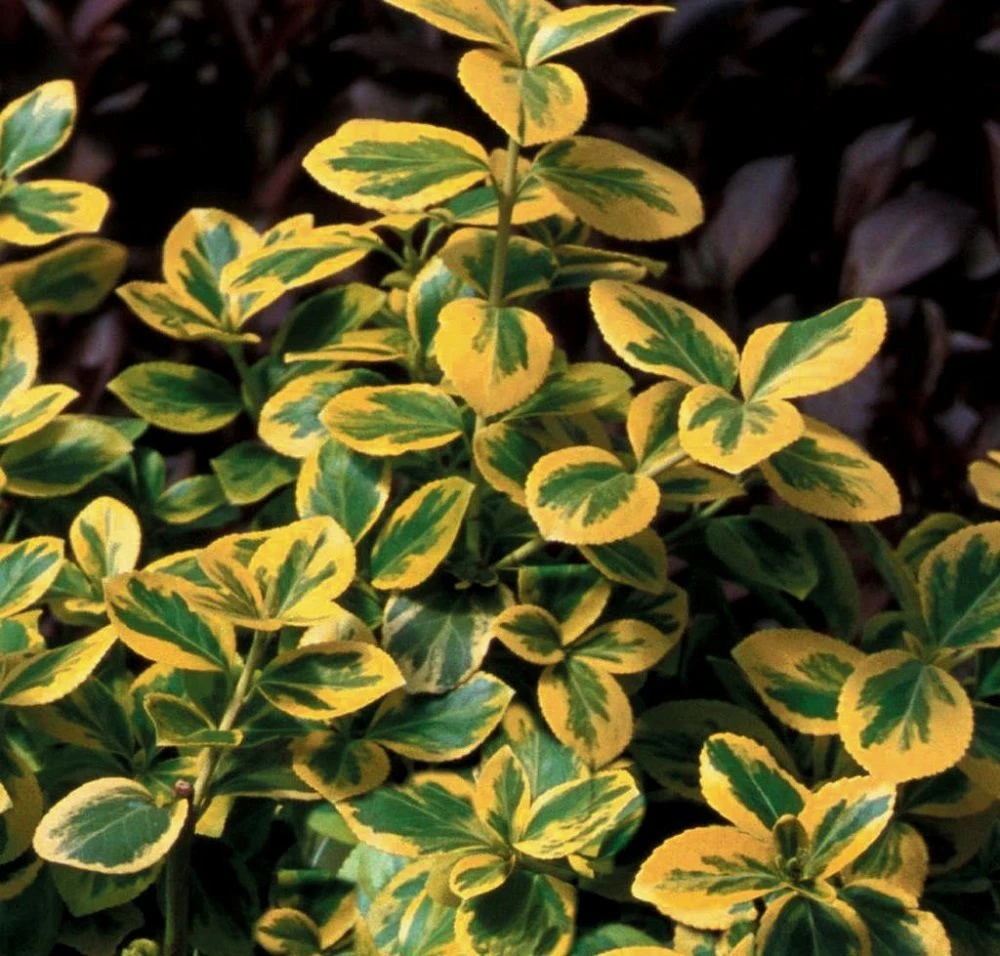 Gold Splash® Euonymus Fortunei - 4" Pot - Wintercreeper - Proven Winners