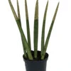 Make-Upz Glitter Gold Bamboo Shoots Snake Plant - Sansevieria - 6" Pot