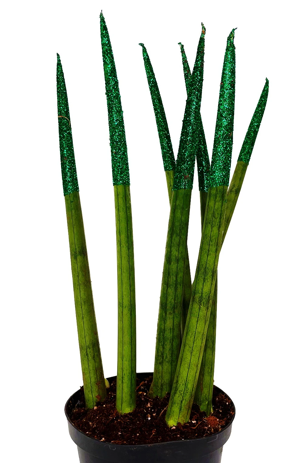 Make-Upz Glitter Green Bamboo Shoots Snake Plant - Sansevieria - 6" Pot - Image 3
