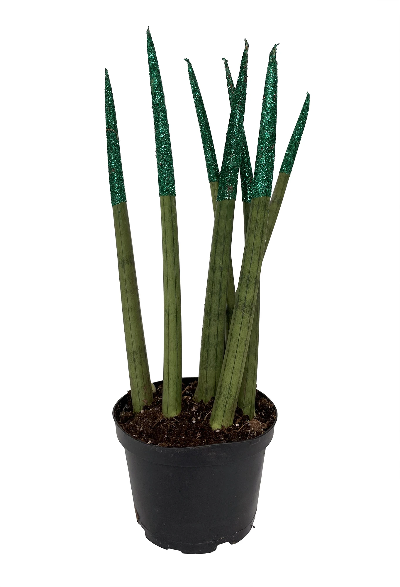 Make-Upz Glitter Green Bamboo Shoots Snake Plant - Sansevieria - 6" Pot