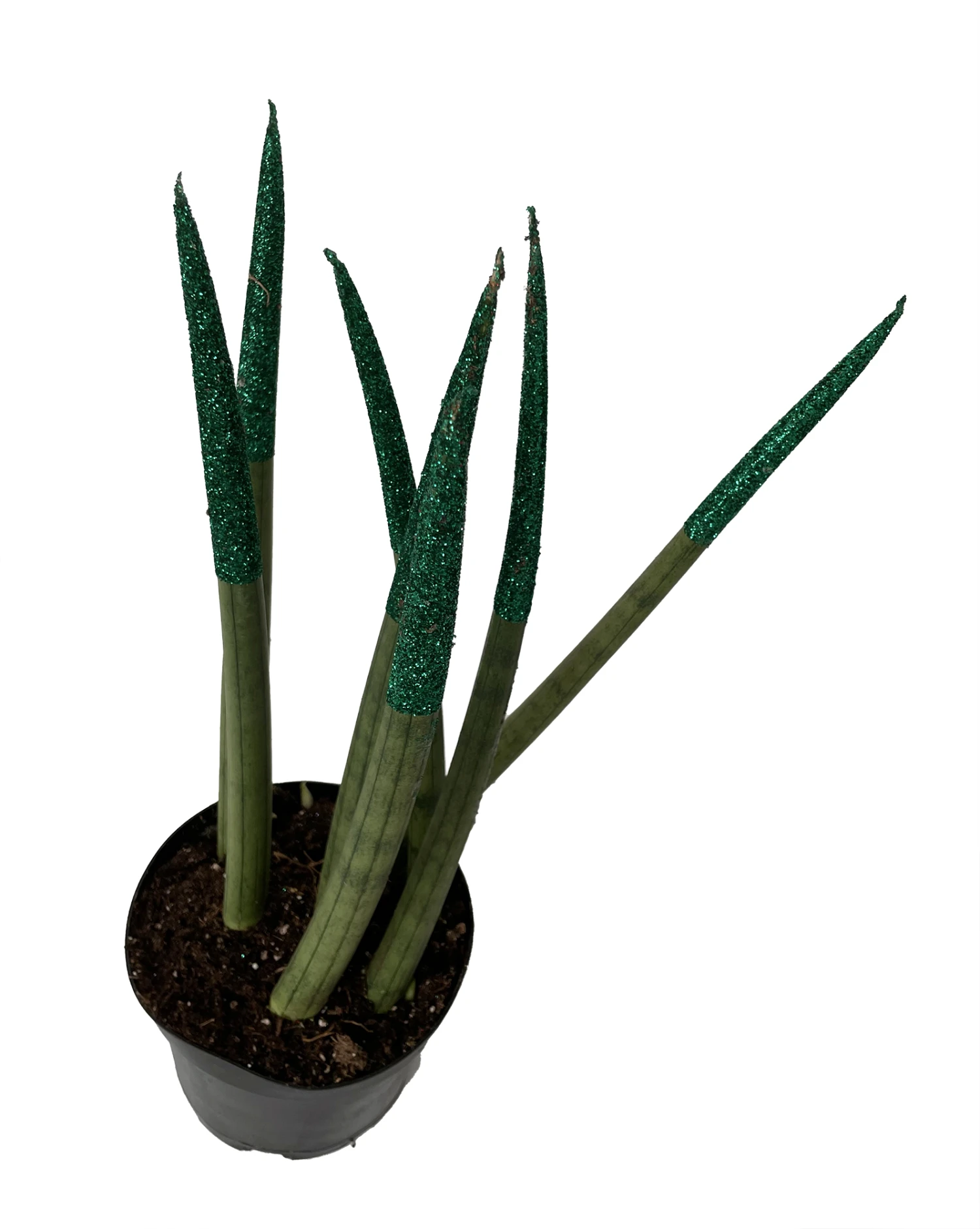 Make-Upz Glitter Green Bamboo Shoots Snake Plant - Sansevieria - 6" Pot - Image 2
