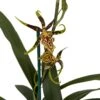 Gilded Tower Mystic Maze Orchid - Banfieldara - 4" Pot - Collector Orchids