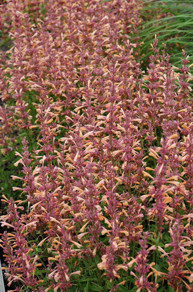Peachie Keen Hummingbird Mint - Agastache - Anise Hyssop - Hardy - Quart Pot - Image 2