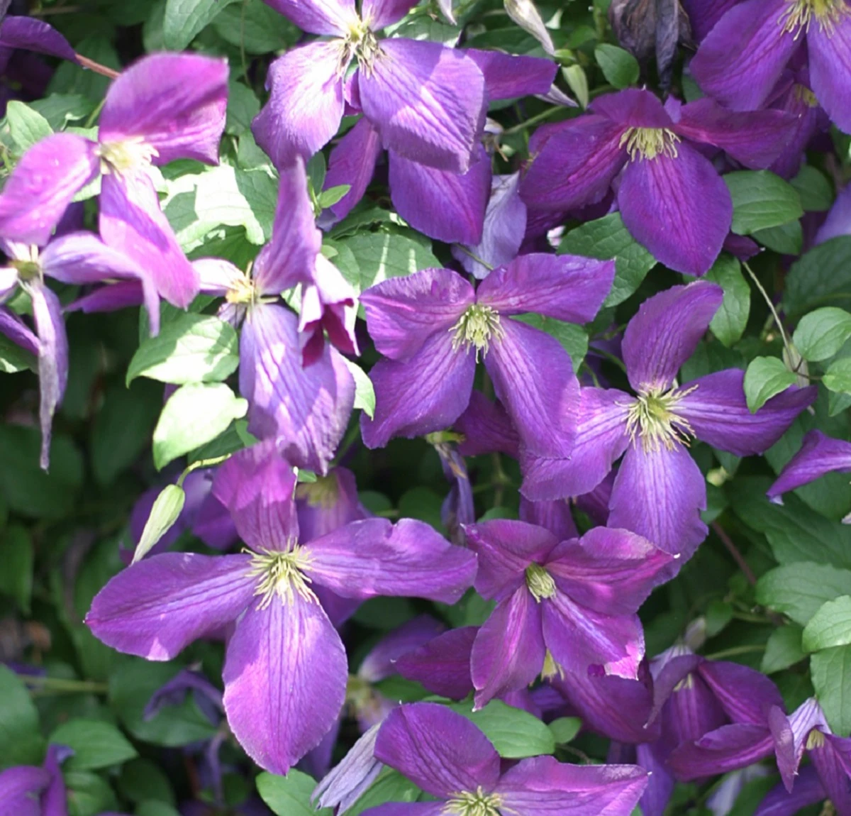 Happy Jack® Purple Clematis - 4" Pot - Proven Winners