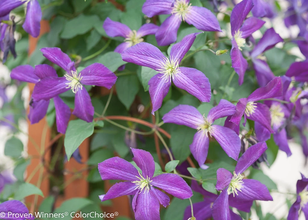 Happy Jack® Purple Clematis - 4" Pot - Proven Winners - Image 2