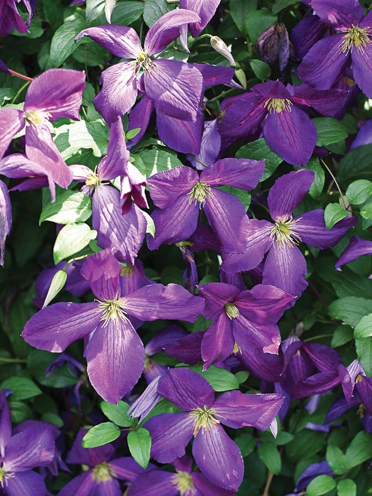Happy Jack® Purple Clematis - 4" Pot - Proven Winners - Image 3
