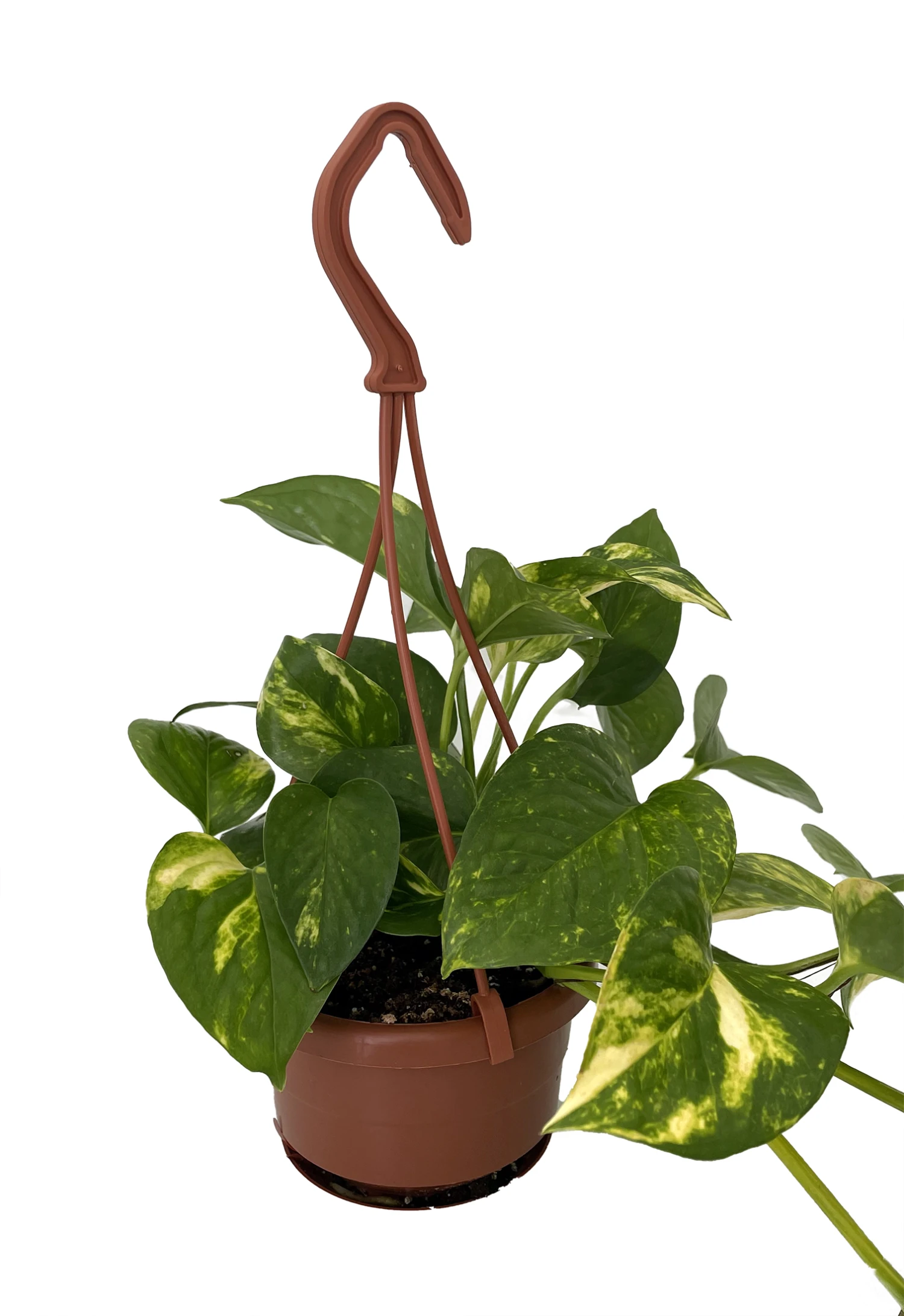 Hawaiian Devil's Ivy - Pothos - 4" Mini Hanging Basket - Image 2